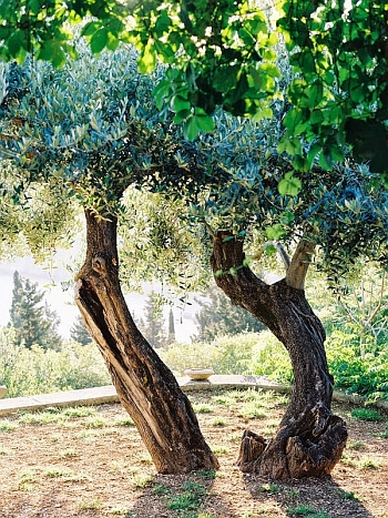 Beautiful olive oil tree
