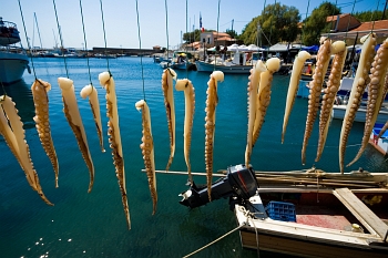 Octopus tentacles getting prepared for lunch at a tavern by the sea