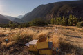 Apiculture is more than just tradition in Greece