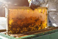The secrets and history of Greek honey unveil themselves in the Musuem of Apiculture