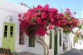 Picturesque alley embellished with vivid bougainvillea blossoms in Apollonia village, the capital of Sifnos island