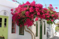 Street in Apollonia decorated with flowers