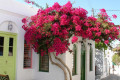 Picturesque alley embellished with vivid bougainvillea blossoms in Apollonia village, Sifnos