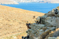 Wild goats enjoying the sun on a sandy beach in Kythnos