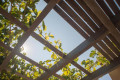 Grapes growing on the roof of a tavern in Santorini