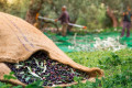 Harvest olives in a Peloponnesian Grove