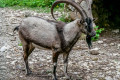 The endangered Kri-kri goat, which is native to the island of Crete
