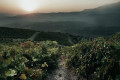 Sunrise over the vineyards in Manousakis Nostos Winery