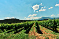 Asprokambos vineyard in Nemea