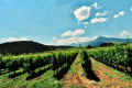 Asprokambos vineyard in Nemea