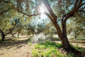 Olive Grove in Peloponnese