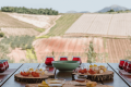 Olive oil tasting with an olive grove in the backdrop