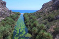 The exotic palm trees on the river's bank