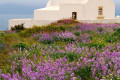 Countryside chapel near a summer flower bed, Santorini island
