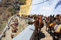 Donkeys zig zagging down Fira's alleys