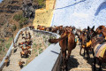 Donkeys slowly making their way to the port of Santorini