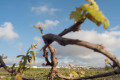 Santorini is home to many rare volcanic wines
