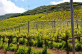 Vineyard in Santorini
