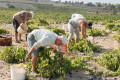 Working on a Santorinian vineyard can be demanding work