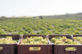 Picking grapes in a Santorinian vineyard