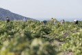 Vineyard in Santorini