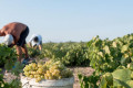 Working on a Santorinian vineyard can be demanding work