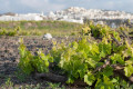 Vineyard in Santorini