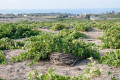 Vineyard in Santorini