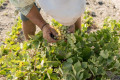 Working on a vineyard in Santorini is work you can take pride in