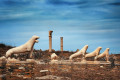 The iconic Lion Terrace of Delos