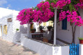Yard in Artemonas decorated with bougainvilleas