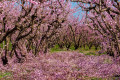 Stunning landscape of blossoming peach trees in Veria