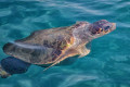 The protected caretta caretta, a loggerhead sea turtle endemic to Zakynthos 