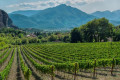 Rows of grapevine in Nemea