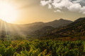 Sunrise over the fields and vineyards of Nemea