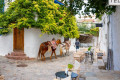 The whatiwashed houses that adorn the narrow alleys of Hydra