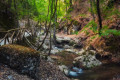 The natural beauty of the Valley of the Butterflies in Rhodes