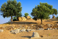 Olive trees in the Sanctuary of Poseidon in Poros