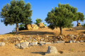 Olive tress in the Sanctuary of Poseidon in Poros