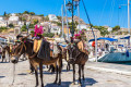 Donkeys relaxing on the port of Hydra