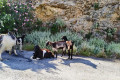 Goats in the Therisso Gorge