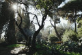 Beautiful landscape in the National Gardens in Athens