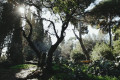 Hauntingly beautiful landscape in the National Gardens in Athens