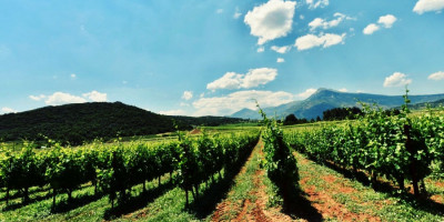 Asprokambos vineyard in Nemea