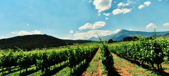 Asprokambos vineyard in Nemea