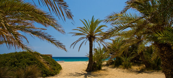 The palm beach of Vai is one of the largest attractions of the Mediterranean island of Crete The palm beach of Vai is one of the largest attractions of the Mediterranean island of Crete